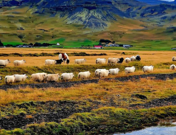 green-farm-stay-cabin-stream