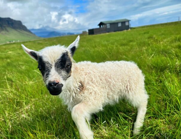 {"data":{"pictureId":"9465e9c7ae034f539d0376e45641b615","appversion":"4.9.0","stickerId":"","filterId":"","infoStickerId":"","imageEffectId":"","playId":"","activityName":"","os":"android","product":"retouch","originAppId":"7356","exportType":"","editType":"","alias":"","enterFrom":"enter_launch","ugExtraParams":"","capabilityKey":"","capabilityExtra":""},"source_type":"hypic","tiktok_developers_3p_anchor_params":"{"client_key":"awgvo7gzpeas2ho6","template_id":"","filter_id":[]}"}