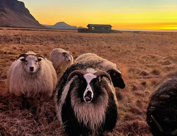 {"data":{"pictureId":"b2be7ea60eeb4299811247d5aa823dc6","appversion":"6.5.1","stickerId":"","filterId":"","infoStickerId":"","imageEffectId":"","playId":"","activityName":"","os":"android","product":"retouch","originAppId":"7356","exportType":"","editType":"","alias":"","enterFrom":"enter_launch","capability_key":["edit"],"capability_extra_v2":{"edit":[{"panel":"hd_quality_picture"},{"panel":"local_adjustment"},{"panel":"one_key_edit"},{"panel":"composition"}]},"effect_type":"tool","effect_id":"edit"},"source_type":"hypic","tiktok_developers_3p_anchor_params":"{"client_key":"awgvo7gzpeas2ho6","template_id":"","filter_id":[],"capability_key":["edit"],"capability_extra_v2":{"edit":[{"panel":"hd_quality_picture"},{"panel":"local_adjustment"},{"panel":"one_key_edit"},{"panel":"composition"}]}}"}