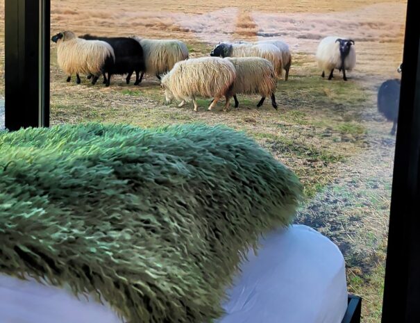 Glass igloo bedroom at a farm stay with fluffy sheep grazing outside the bedroom