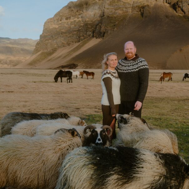 Fluffy sheep and Eyjafjöll mountain range at sky retreat iceland