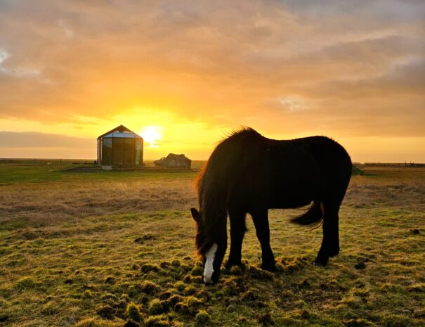 farm stay icelandic horse in the golden midnight sun
