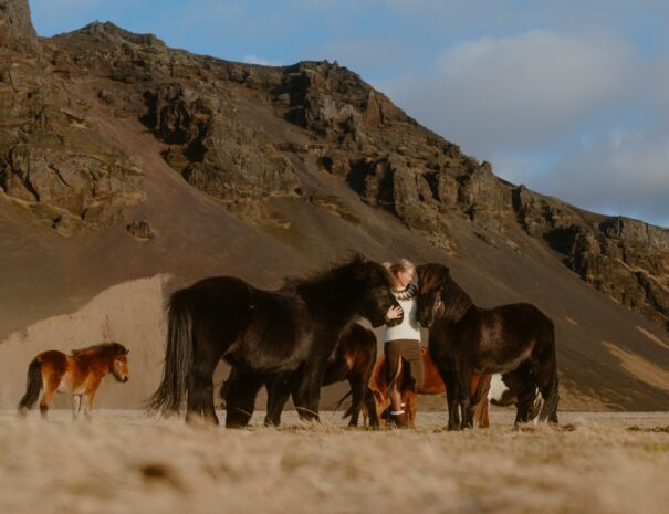 Icelandic horses at the farm stay in Sky Retreat Iceland