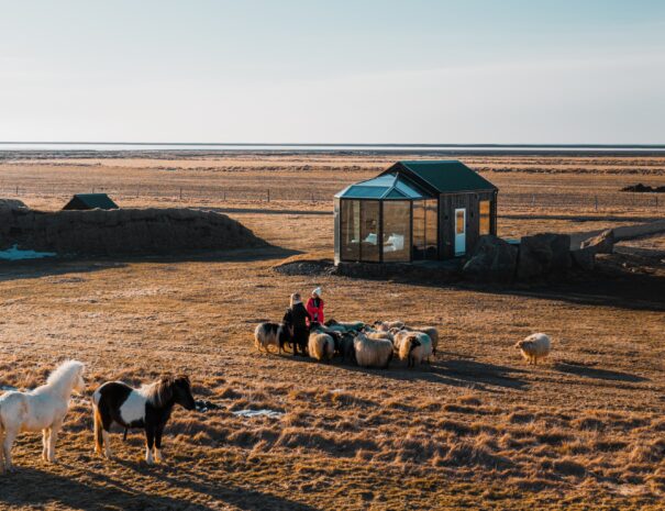 Glass Igloo in south Iceland with Icelandic horses and fluffy sheep in front