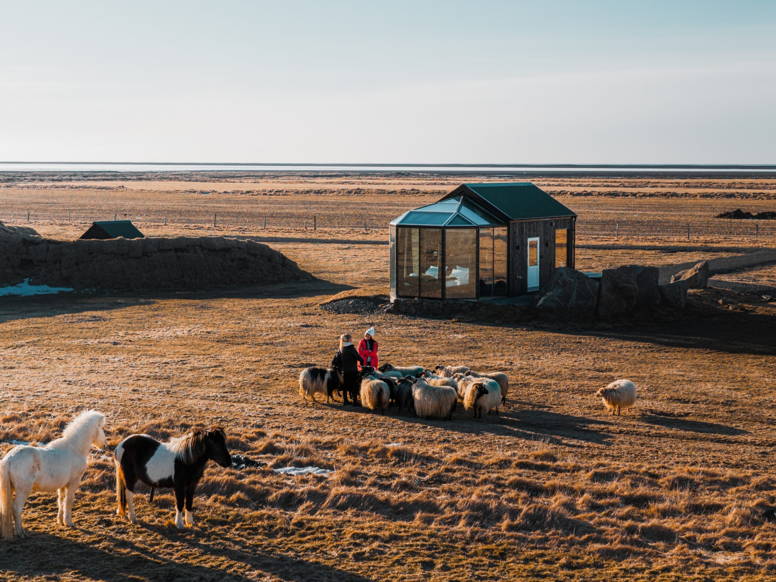 Glass Igloo in south Iceland with Icelandic horses and fluffy sheep in front