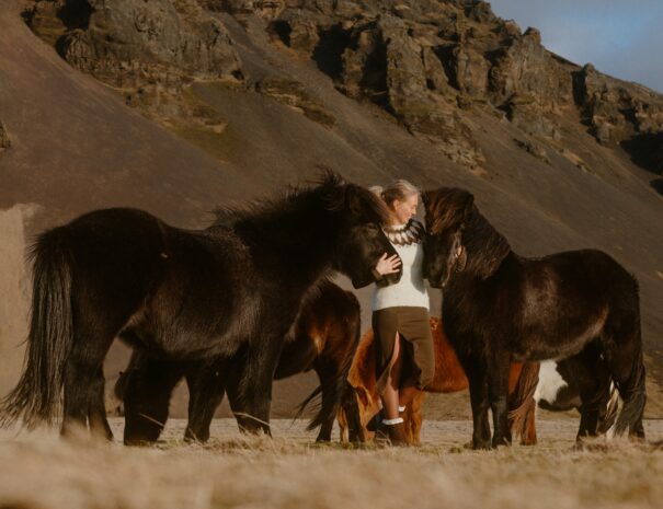 Icelandic Horses at Farm Stay South Iceland