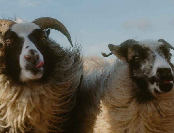 {"data":{"source_platform":"mobile_2","pictureId":"384d56301bb54e20892230447bb8db05","appversion":"8.4.0","stickerId":"","filterId":"","infoStickerId":"","imageEffectId":"","playId":"","activityName":"","os":"android","product":"retouch","originAppId":"7356","exportType":"","editType":"","alias":"","enterFrom":"enter_launch","capability_key":["edit"],"capability_extra_v2":{"edit":[{"panel":"composition"}]},"effect_type":"tool","effect_id":"edit"},"source_type":"hypic","tiktok_developers_3p_anchor_params":"{"client_key":"awgvo7gzpeas2ho6","template_id":"","filter_id":[],"capability_key":["edit"],"capability_extra_v2":{"edit":[{"panel":"composition"}]}}"}