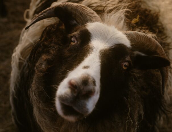 {"data":{"source_platform":"mobile_2","pictureId":"d36aa880f5c141dcae0b880c55a22d17","appversion":"8.4.0","stickerId":"","filterId":"","infoStickerId":"","imageEffectId":"","playId":"","activityName":"","os":"android","product":"retouch","originAppId":"7356","exportType":"","editType":"","alias":"","enterFrom":"enter_launch","capability_key":["edit"],"capability_extra_v2":{"edit":[{"panel":"composition"}]},"effect_type":"tool","effect_id":"edit"},"source_type":"hypic","tiktok_developers_3p_anchor_params":"{"client_key":"awgvo7gzpeas2ho6","template_id":"","filter_id":[],"capability_key":["edit"],"capability_extra_v2":{"edit":[{"panel":"composition"}]}}"}