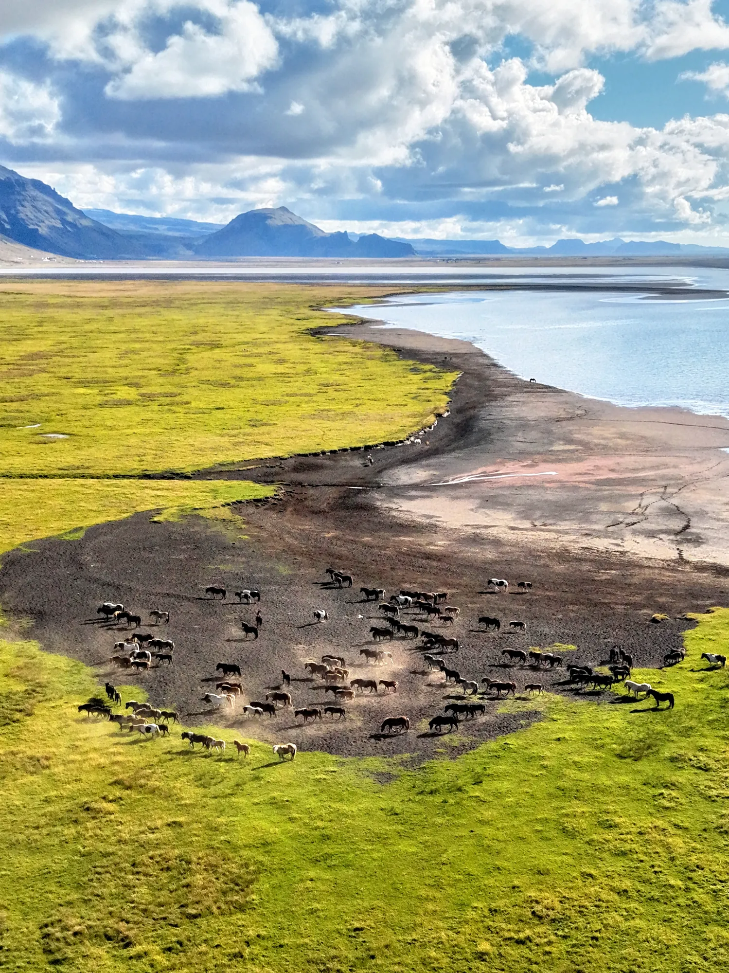 Aerial view of a herd of Icelandic horses on a riverbank under Eyjafjöll in summer