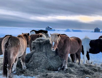 Icelandic horses in winter